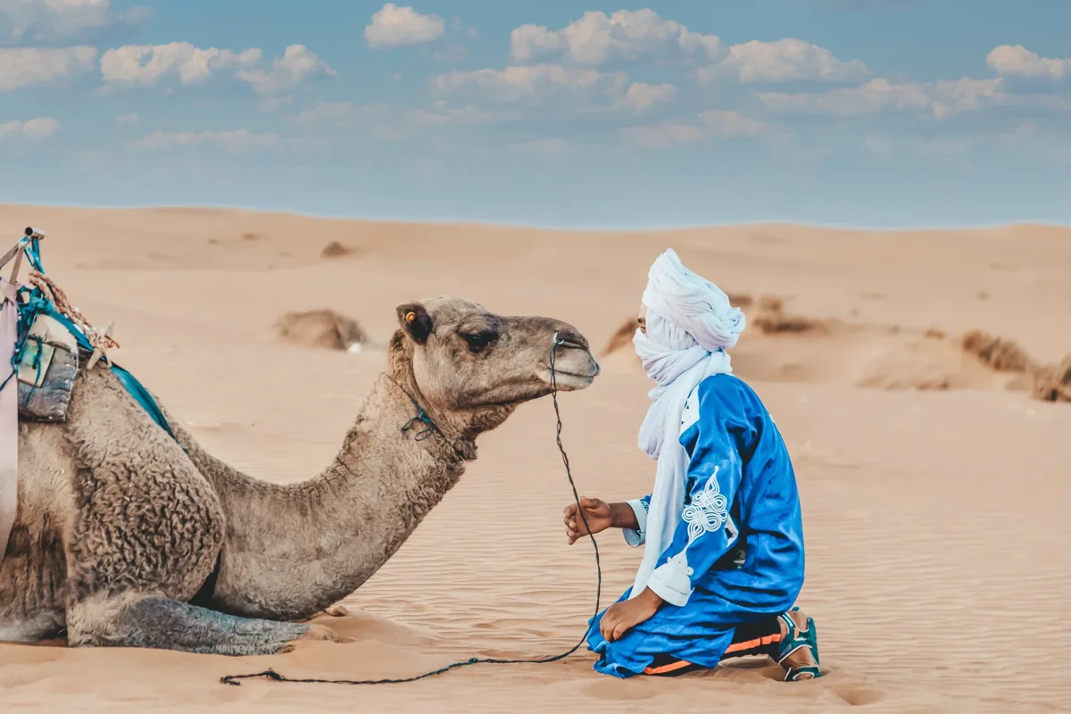 A Tuareg camel handler in blue robes kneeling beside his camel on the Sahara dunes
