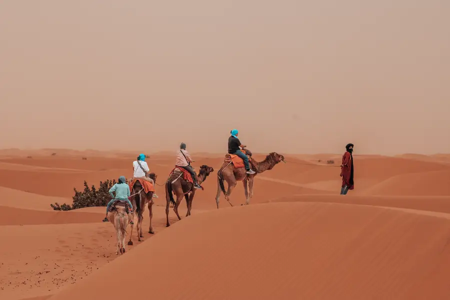Camels setting out in single file at sunset